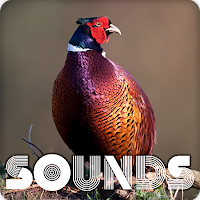 Pheasant Sound Ringtones