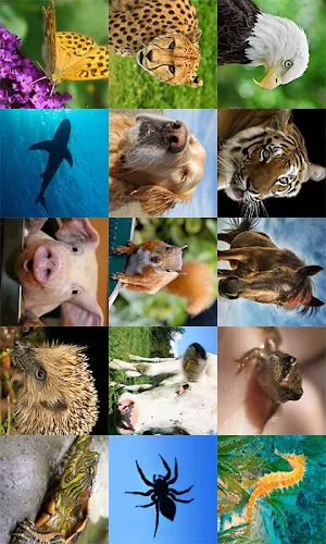 Animals Memo Screenshot 2