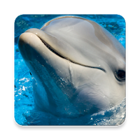 Bottlenose Dolphin Sounds ~ Sc