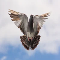 Pigeon Wings Sound