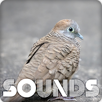 Zebra Dove Sound Ringtones