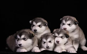 Alaskan Malamute Wallpaper HD Screenshot 0