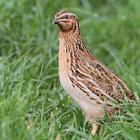 Quail Sounds