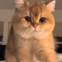 Cute Animals wallpapers
