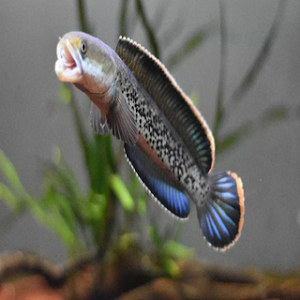 Ikan Channa Wallpaper HD Screenshot 0