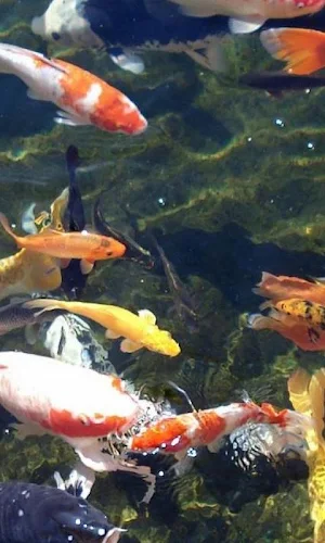 Koi Live Wallpapers HD Screenshot 2