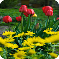 Tulip Wallpaper