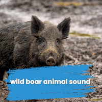wild boar animal sound