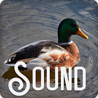 Anatidae Duck Sound Ringtone
