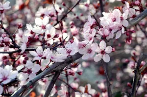 Sakura wallpapers Screenshot 1