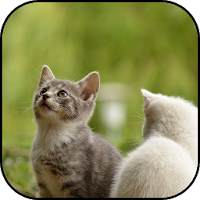 Young animal wallpapers