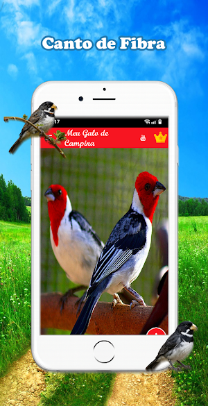 Meu Galo de Campina Screenshot 1
