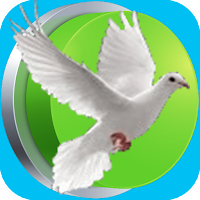Borna Amharic English Arabic