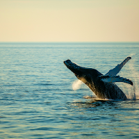 Whale Watching Wallpaper