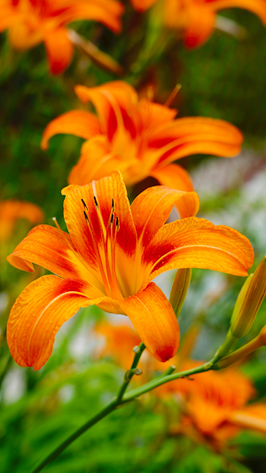Flower Wallpapers HD 2021 Screenshot 2