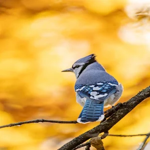 Blue Jay Sounds Screenshot 0