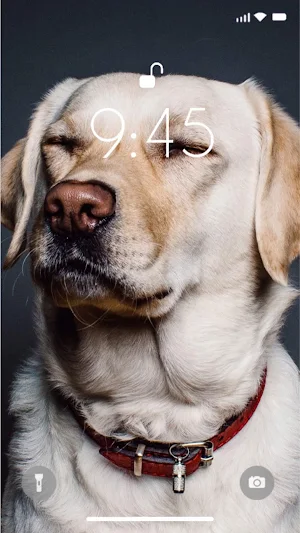 Dog 4K Wallpaper Screenshot 3