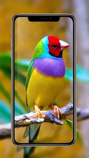 Birds Wallpaper 🕊️ 🦜🐦 Screenshot 0