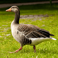 Goose Sounds - Goose hunting calls