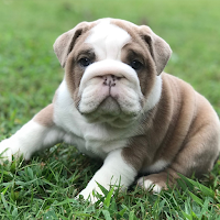Puppy Sounds