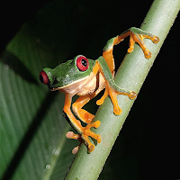 Frog Ringtone Sound