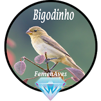Canto Fêmea de Bigodinho