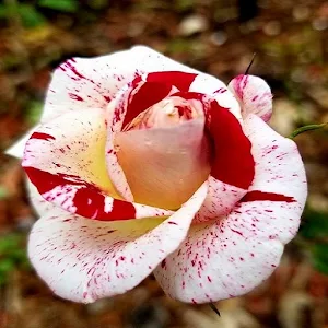 Flowers live wallpaper Screenshot 1