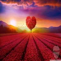 صور  خلفيات-various wallpaper
