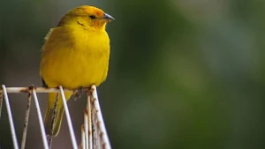 Canto Belga Canário Fêmea Screenshot 2