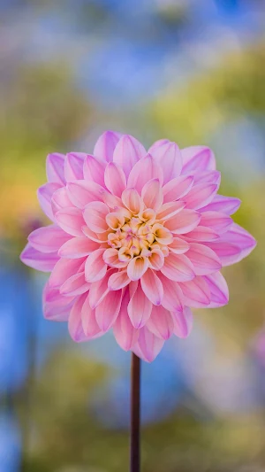 Pink Photo Download Screenshot 3