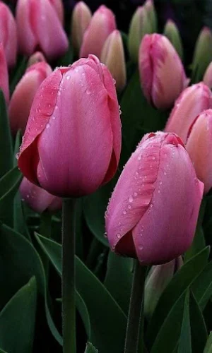 Flower Video Wallpaper Screenshot 3