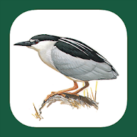 Birds of Benelux