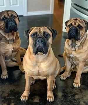 Bullmastiff Dog Wallpapers Screenshot 3