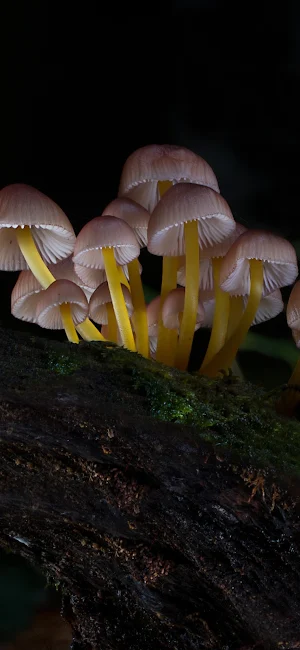 Mushroom Wallpapers Screenshot 2