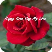 Happy Rose Day Quotes Images