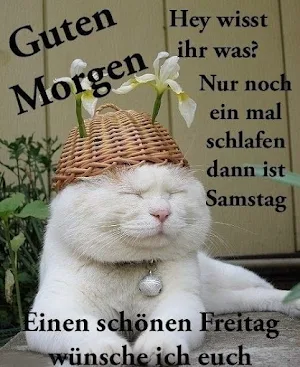 Lustige Guten Morgen Bilder Screenshot 3