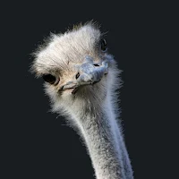 Ostrich Wallpaper HD