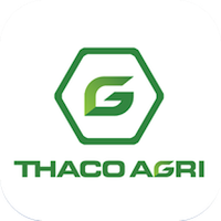 Thagri-Banana