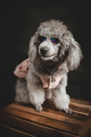 Poodle Dog Wallpapers Screenshot 3