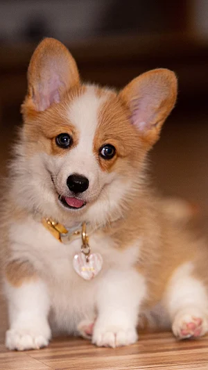 corgi wallpaper Screenshot 0