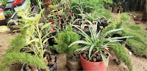 Ansh Nursery and Farm Screenshot 0