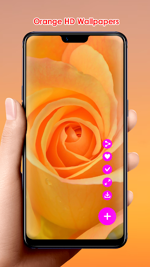 Orange HD Wallpapers Screenshot 2