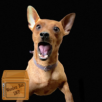 guard dog wallpaper