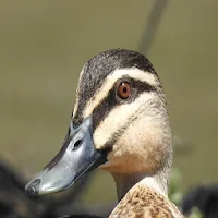 Duck Quack Sound