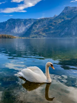 Swan Wallpapers Screenshot 1