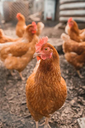 Chicken Wallpapers Screenshot 3