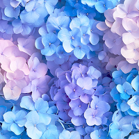 Hydrangea Wall Theme +HOME