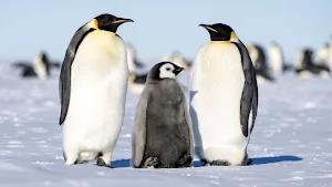 Penguin Wallpapers Screenshot 0