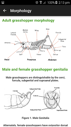 Grasshoppers of the Western US Screenshot 3