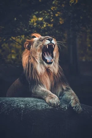 Lion Video Wallpaper Screenshot 1